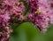 Honey Bee Flower Spotted Joe-Pye Weed Eutrochium Maculatum Apis
