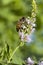 Honey Bee Flowering Basil