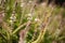 Honey bee on flowering basil herb bush