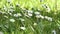 Honey bee fly on the white daisy flower in the park. Spring coming on the flower green field.