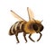 Honey bee flying with buzz, isolated cute honeybee, small wild summer insect from hive