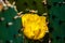 Honey Bee Flying Near a Blooming Prickly Pear Cactus