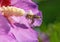 Honey bee flying for nectar in Hibiscus flower closeup