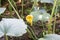 Honey bee flying to find pollen from Pumpkin flower