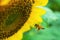 Honey bee flying to the sunflower. nature, insect, flower