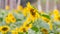 Honey bee flying towards the sunflower for collecting nectar and helping in pollination. Yellow vibrant organic sunflower field