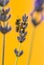 Honey bee foraging on a lavander in front of an orange backgroun