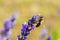 Honey bee foraging wild lavender flowers in the mountains