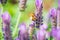 A honey bee on a french lavender