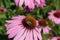 Honey Bee Gathering Nectar from a Black Eyed Susan.