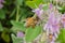 Honey bee gathering nectar from Purple sage Salvia leucophylla flowers in spring, California