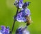 Honey bee on a geranium