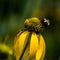 Honey Bee Getting Pollen From A Black Eyed Susan