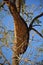 Honey bee hive hanging from tree branch