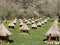 Honey bee hives in summer garden