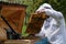 Honey bee on a honeycomb with bee larvae. Beekeeper holds in the hands the frame. Bees Broods