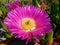 Honey bee on a Hottentot-fig flower, ice plant, Golden Bay, New Zealand