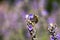 Honey bee hunting nectar from Lavender flower