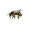 Honey bee insect, hand drawn sketch style vector illustration isolated.