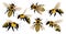 Honey bee isolated cartoon set icon. Vector illustration animal of honeybee on white background. Vector cartoon set icon