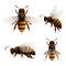 Honey bee isolated icons set