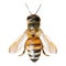 Honey bee isolated. Striped orange bee illustration mesh. Insect