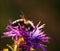 Honey bee on Knapweed