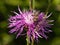 Honey bee on knapweed flower, macro, selective focus