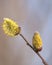 Honey bee landing on flower of blooming willow