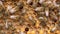 Honey bee larvae hatch from eggs macro. Honey Bee Brood care. The Birth of a Bee, Life Cycle. A honey bee colony, a