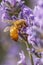 Honey bee on a lavendar plant.