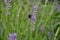 Honey bee on lavender branch in the field