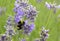 Honey bee and Lavender bush and flowers. Colorful meadow, Poland