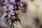 Honey Bee on Lavender colored plant