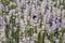 Honey bee on a lavender flower