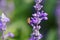 Honey bee on lavender flower. Honey bee is collecting pollen