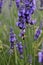 Honey bee on lavender, Provence, France