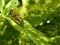 Honey bee on a leaf