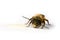 Honey bee licking honey