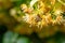 Honey bee in Linden Flowers, Apis Carnica