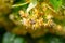 Honey bee in Linden Flowers, Apis Carnica