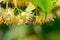 Honey bee in Linden Flowers, Apis Carnica