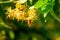 Honey bee in Linden Flowers, Apis Carnica