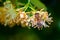 Honey bee in Linden Flowers, Apis Carnica