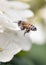 A honey bee loaded with pollen