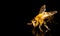 Honey bee macro, isolated on black background. Bee concept. Copy space on left