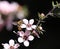 Honey Bee on Manuka Flower