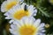 Honey bee mating on a isolated white yellow flower in a garden with beautiful view and depth of field