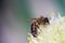 Honey Bee on onion flower closeup macro