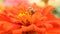 Honey bee in a orange zinnia flower